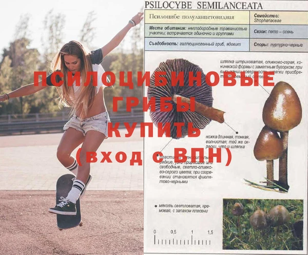 сатива Богородицк